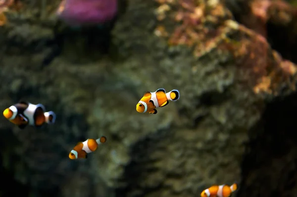 Clownfish Anemonfish Amphiprioninae Pomacentridae Family Swimming Coral Reef — стоковое фото