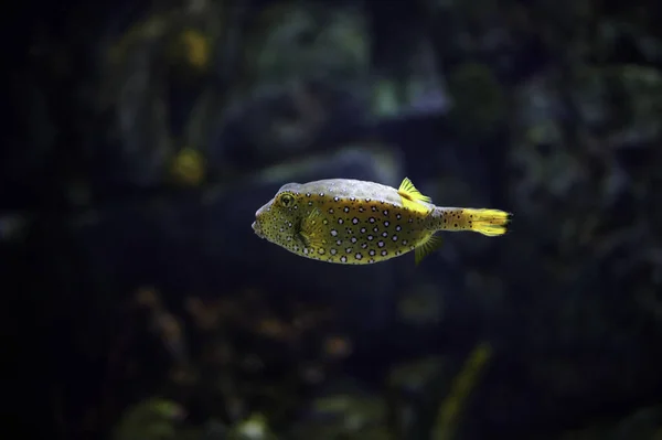 Kostnaté Ryby Ostracion Cubicus Žijící Tichém Oceánu Indickém Oceánu Jakož — Stock fotografie