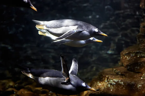 Group of penguins in captivity, diving in their fish tank