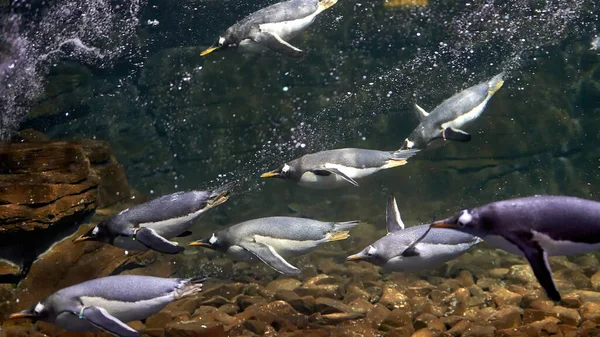 Gruppo Pinguini Cattività Immersioni Nel Loro Acquario — Foto Stock