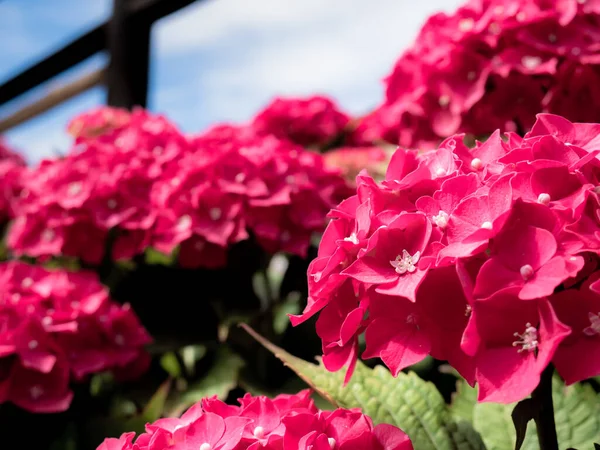 Macro Vista Muito Fúcsia Hortensia Hortênsia Flores Agrupadas Buquês Rodeado — Fotografia de Stock