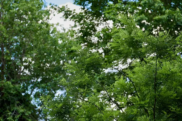 Detalj Vackra Och Gröna Bladen Ett Träd Med Molnig Himmel — Stockfoto