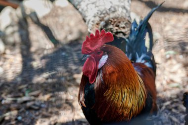 Güzel kırmızı ibikli horoz çiftliğinde tek başına yürüyor.