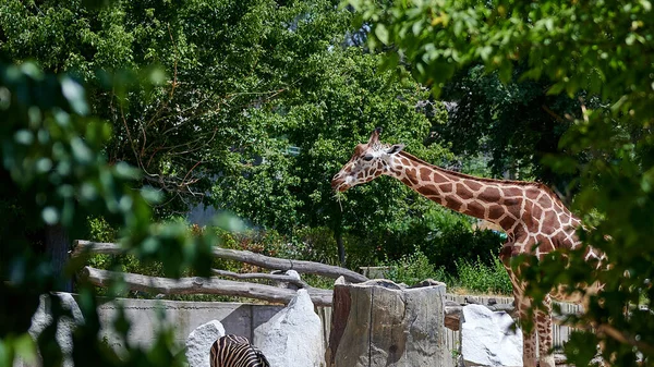 Zsiráf Látható Faágak Között Eszik Egy Üreges Törzs Egy Zebra — Stock Fotó