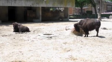 Bored captive buffalo in their zoo enclosure on a sunny day