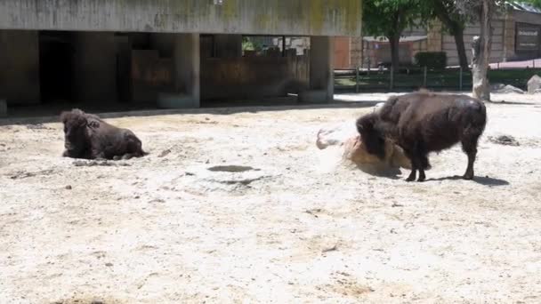 Búfalo Cativo Entediado Seu Recinto Zoológico Dia Ensolarado — Vídeo de Stock