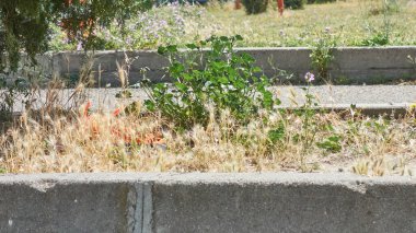 Wild plants and weeds grown by the side of a road on the curb of a road where garbage accumulates between its leaves