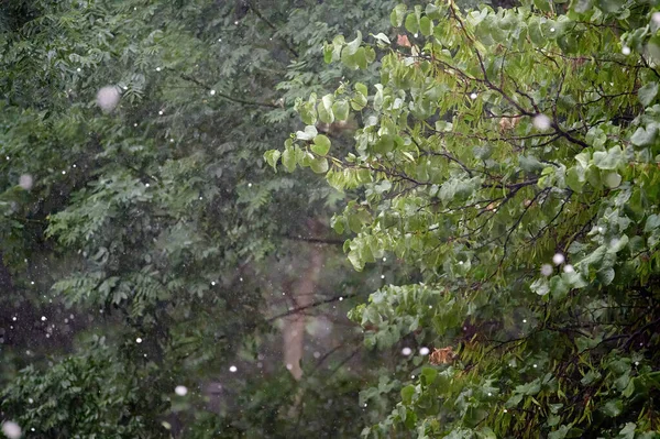 スペインの夏の典型的な巨大な雹嵐は 公園の木の葉に落ちます — ストック写真