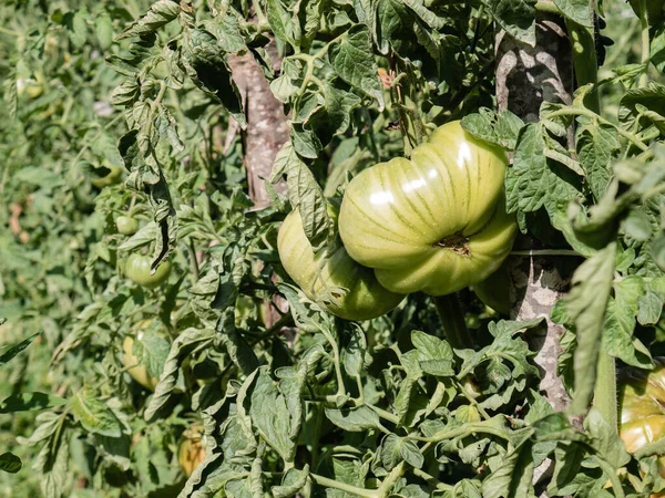 Δύο Μεγάλες Πράσινες Ντομάτες Solanum Lycopersicum Ωριμάζουν Στο Φυτό Ντομάτας — Φωτογραφία Αρχείου