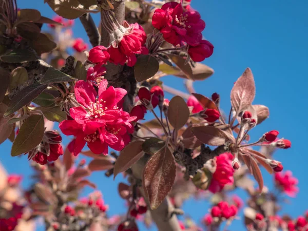ดอกไม ชมพ ของ Malus Royal Rainsps Crabapple นไม โตข นจากก รูปภาพสต็อกที่ปลอดค่าลิขสิทธิ์