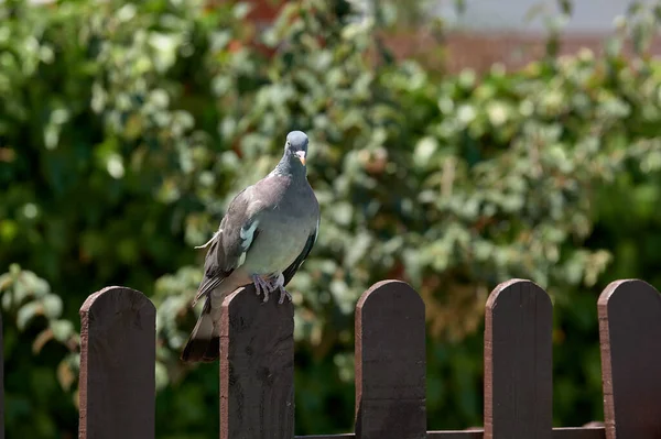 Taube Sitzt Auf Einem Schönen Braunen Zaun Eines Ländlichen Hauses — Stockfoto