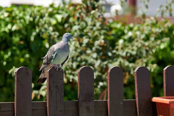 Pombo Empoleirado Uma Cerca Marrom Agradável Uma Casa Rural Colocada — Fotografia de Stock