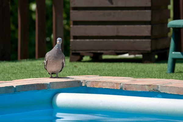 Est Été Les Pigeons Savent Pigeon Regardant Avec Drôle Visage — Photo