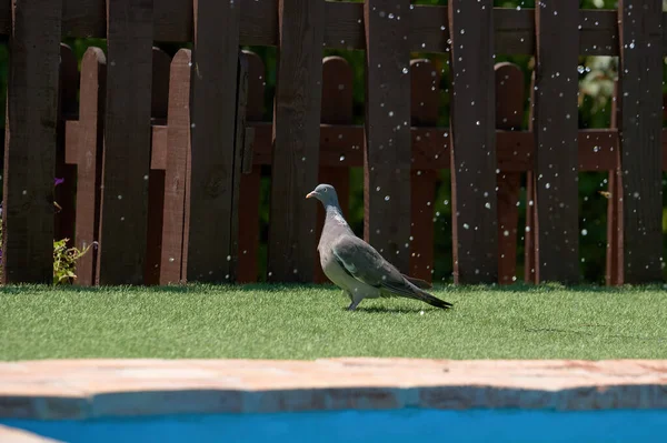 Est Été Les Pigeons Savent Pigeon Marche Près Bord Une — Photo