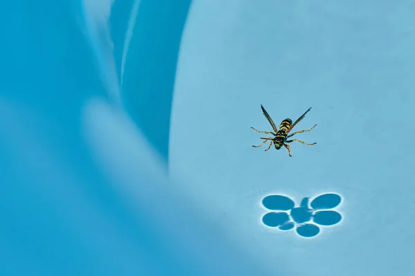 Close Wasp Summer Can See How Perches Stagnant Water Small — Stock Photo, Image