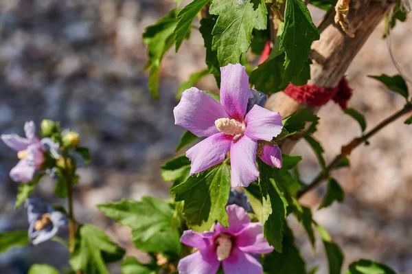 Nahaufnahme Einer Rosa Und Violetten Hollyhock Blume Wir Können Einen — Stockfoto