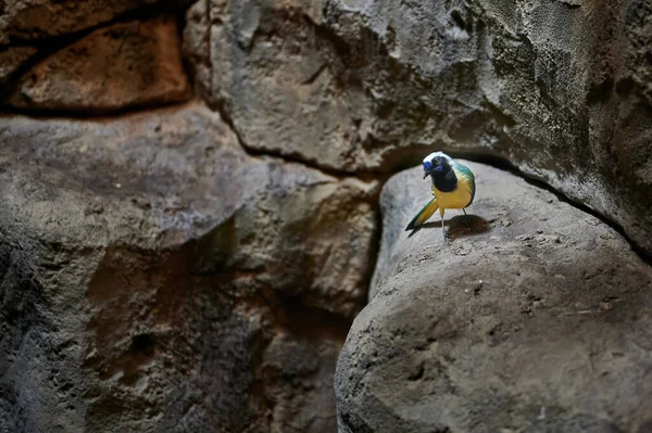 Zielony Jay Cyanocorax Yncas Ptak Pochodzący Ameryki Środkowej Siedzący Kamieniu — Zdjęcie stockowe