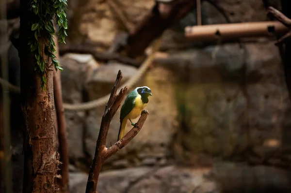 Green Jay Cyanocorax Yncas Pássaro Nativo América Central Cativeiro Empoleirado — Fotografia de Stock