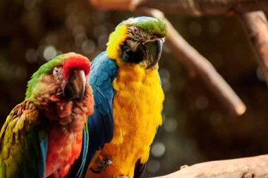 Bir ağaç dalına tünemiş sarı, mavi, kırmızı ve yeşil renkli papağanlar yan taraftan kameraya bakıyor.