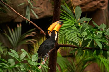 Bir çift Toco Toucan (Ramphastos toco), Ramphastidae familyasından bir kuş türü, bir ağaç dalına tünemiş ve gagalarını bir araya getirerek birbirlerine sarılmış gibi görünmektedirler.