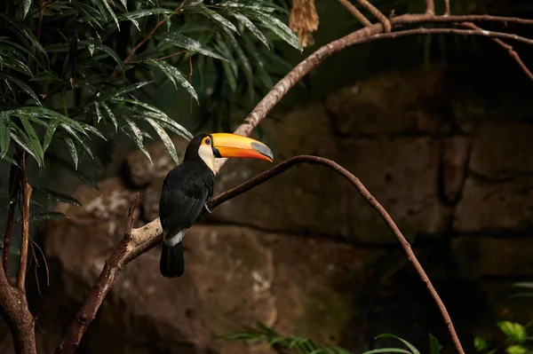 Toco Toucan Ramphastos Toco Pássaro Picante Família Ramphastidae Empoleirado Num — Fotografia de Stock