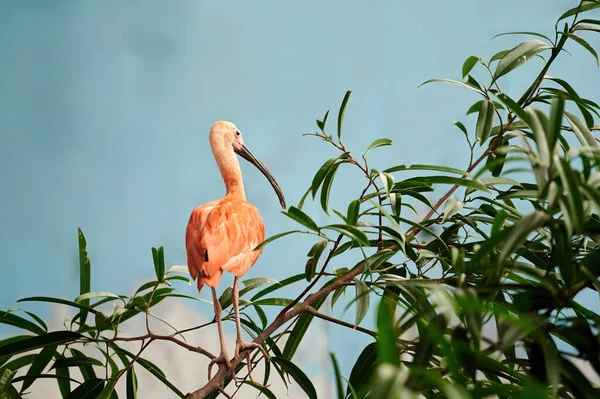 Ibis Escarlata Eudocimus Ruber Garza Roja Una Especie Ave Pelecaniforme — Foto de Stock