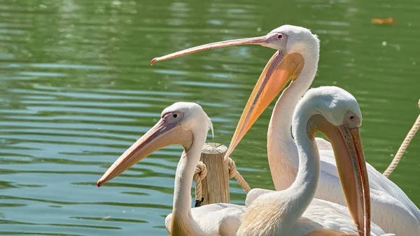 Gran Pelícano Blanco Pelecanus Onocrotalus También Conocido Como Pelícano Común — Foto de Stock