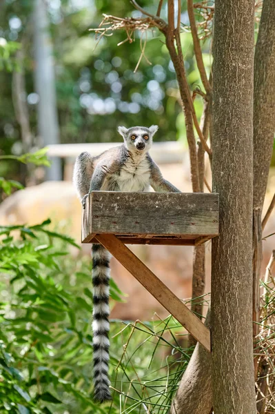 Lemur Ekor Cincin Bertengger Atas Pengumpan Menatap Lurus Depan Dan — Stok Foto