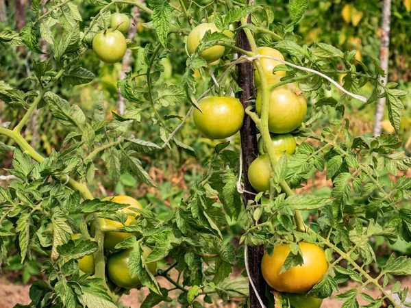 Μεγάλες Ντομάτες Που Φυτρώνουν Στα Κλαδιά Ενός Φυτού Τομάτας Και — Φωτογραφία Αρχείου