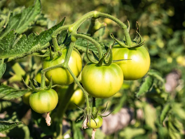 Λεπτομέρεια Από Μεγάλες Ντομάτες Που Φυτρώνουν Στα Κλαδιά Ενός Φυτού — Φωτογραφία Αρχείου