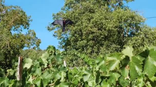風の作用によってブドウ畑の上を飛ぶ黒い鳥の形をした凧は 植物のブドウを保護し 可能な捕食者を追い払うためにかかしとして使用されます — ストック動画
