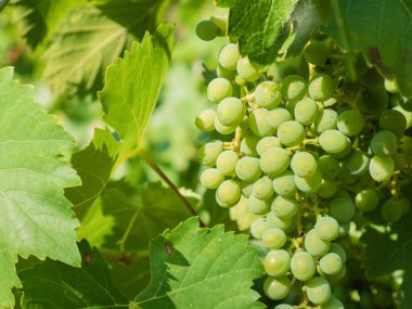 Vitis vinifera bitkisinin büyük yeşil yapraklarıyla çevrili bir sarmaşığın dalında yetişen üzümlerin kısa görüntüsü gün batımında güneşin son ışıklarıyla aydınlanan bir üzüm bağında.