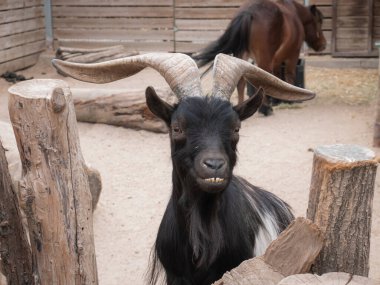 Siyah ve beyaz bir keçi (Capra aegagrus hircus) güzel boynuzları ile, tahtadan bir çitin arkasında dişlerini gösteren, muhtemelen yiyecek bekliyor