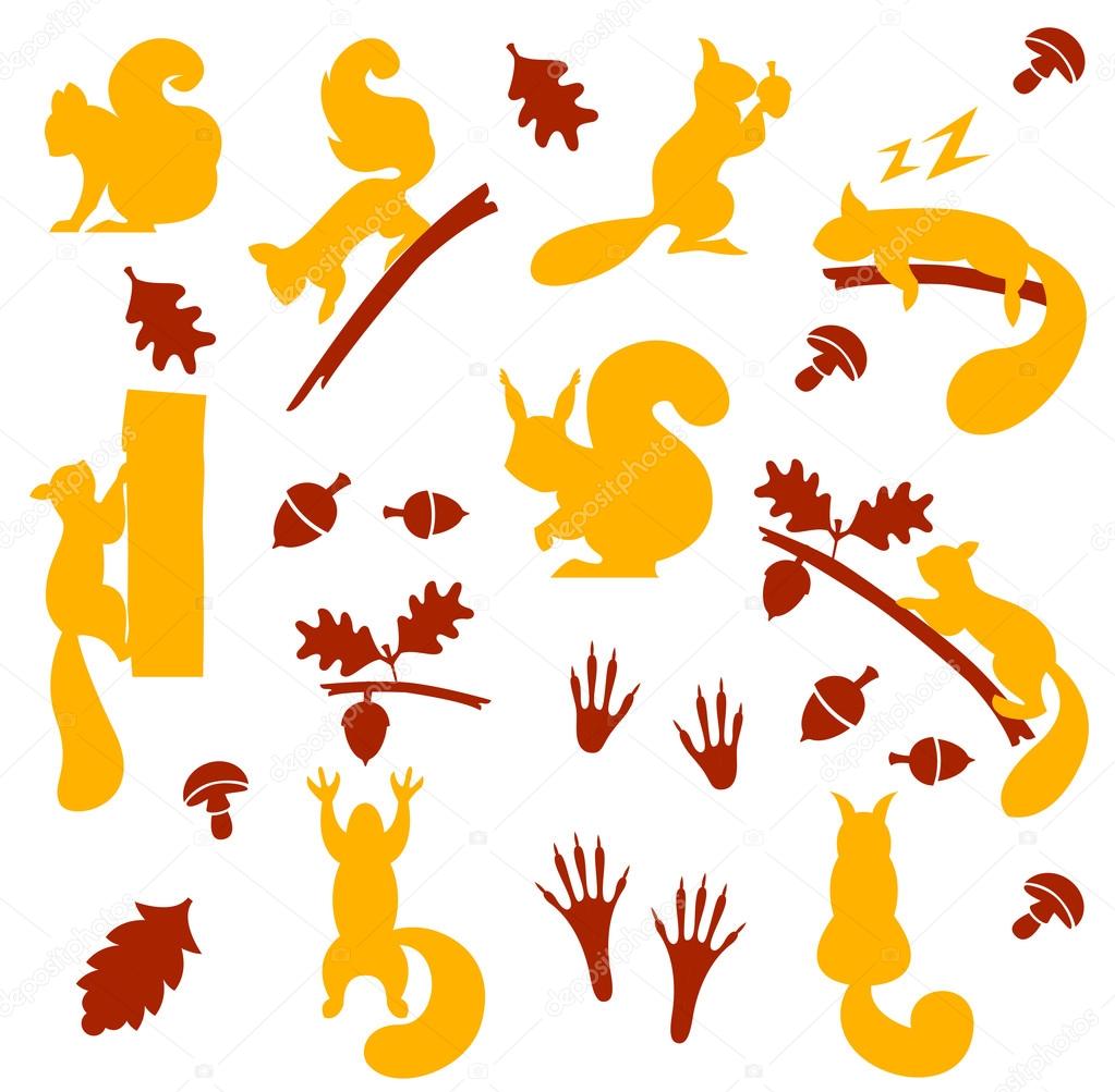 Vector set of orange furry squirrels with nuts isolated on white background. Squirrel sitting on a branch gnaws nut