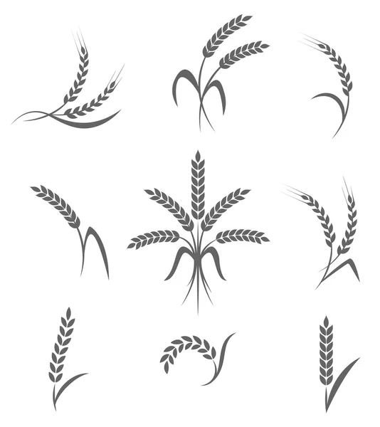 Conjunto de orejas de trigo o iconos de arroz. Símbolos agrícolas aislados sobre fondo blanco . — Vector de stock