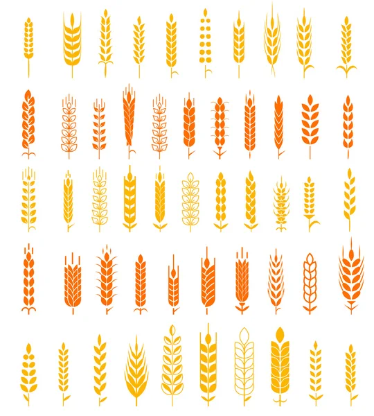 Orejas de trigo Iconos y Logotipo Conjunto Producto Natural Empresa y Empresa Agrícola Trigo ecológico, agricultura del pan y alimentación natural . — Vector de stock