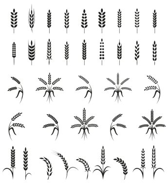Buğday kulak veya pirinç simgeler kümesi. Beyaz arka plan üzerinde izole tarım sembolleri.
