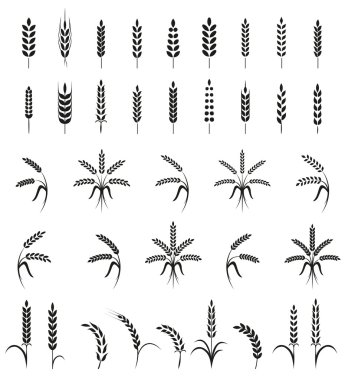 Wheat ears or rice icons set. Agricultural symbols isolated on white background. clipart