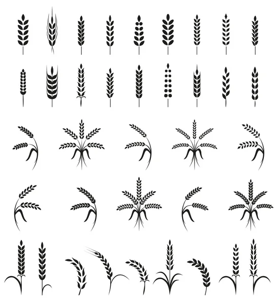 Weizenähren oder Reissymbole gesetzt. Landwirtschaftliche Symbole isoliert auf weißem Hintergrund. — Stockvektor