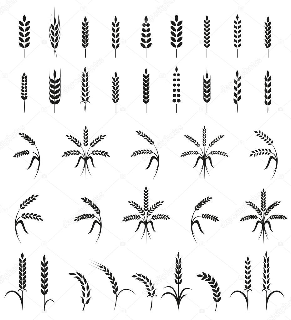 Wheat ears or rice icons set. Agricultural symbols isolated on white background. Design elements for bread packaging or beer label. Vector illustration.