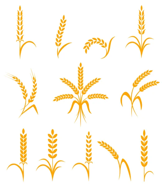 Conjunto de orejas de trigo o iconos de arroz. Símbolos agrícolas aislados sobre fondo blanco . — Vector de stock