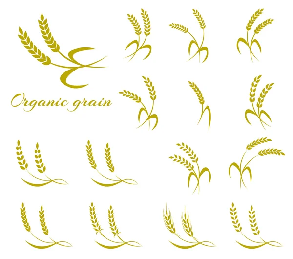 Wheat ear symbols for logo design. — Stock Vector