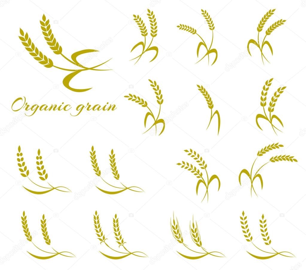 Wheat ear symbols for logo design.