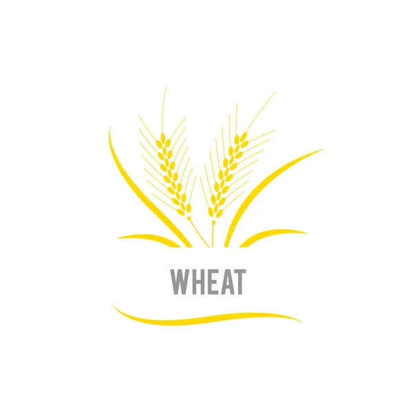Пшеничное злаковое варево. Логотип сельскохозяйственной пшеницы. — стоковый вектор