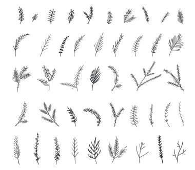Dalları ve yaprakları olan vektör çiçek çizimi. Çiçek ve bitkisel elementlerin vektör botanik koleksiyonu. Mürekkep çizimi tasarımında izole vektör bitkileri, dallar ve çiçekler. Noel dalları
