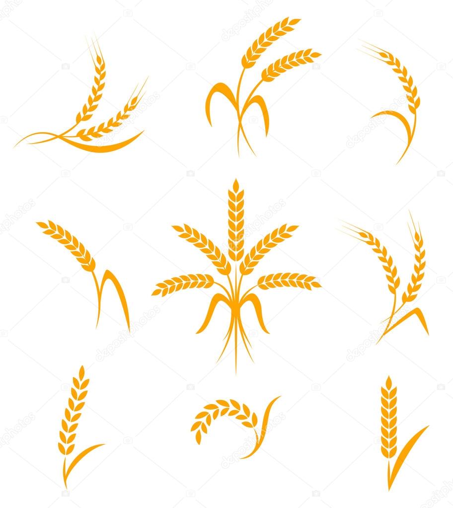 Wheat ears or rice icons set. Agricultural symbols isolated on white background. Design elements for bread packaging or beer label. Vector illustration