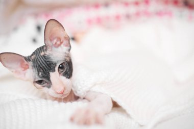 Sphynx kitten are played on a light background, copy space