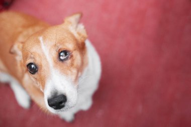 Red-haired dog with a damaged eye look cute, copy space