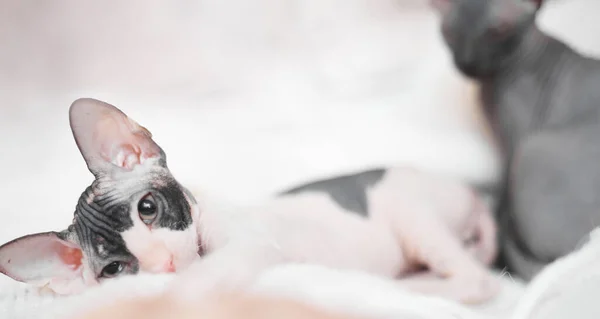 Sphynx kitten are played on a light background, copy space — Stock Photo, Image