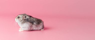 Pembe arka planda hamster dzhungarik, kopyalama alanı